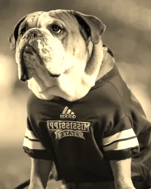 Mississippi State Bulldogs vs. Alabama A&M Bulldogs